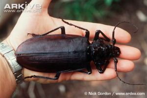 Titan-beetle-held-by-biologist-to-show-scale